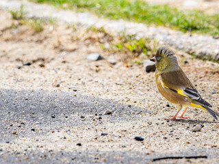 地面を歩くカワラヒワ