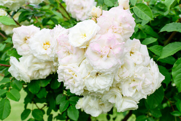 Bush with many delicate white roses in full bloom and green leaves in a garden in a sunny summer day, beautiful outdoor floral background photographed with soft focus.