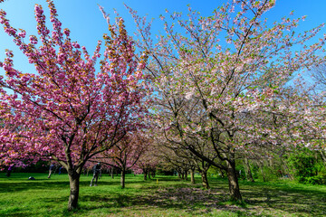 Fototapeta premium Large cherry trees with many pink flowers in full bloom in the Japanese Garden from King Michael I Park (former Herastrau) in Bucharest, Romania, in a cloudy spring day, sakura.