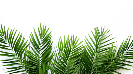 Fototapeta premium isolated palm trees on a white background