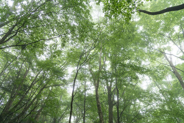 Obraz premium 霧に覆われた新緑の森