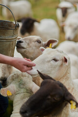 Hands, farmer and food for sheep with bucket in countryside for care, feeding or growth in nature. Animal, person or livestock on field for diet, meat or wool production with health in New Zealand © AS/peopleimages.com