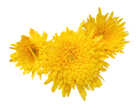 Yellow Chrysanthemums