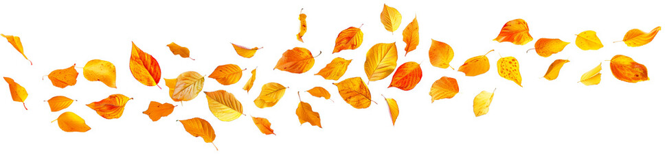 Obraz premium Photo of vibrant yellow and orange leaves flying in the wind on transparent panoramic background, png file. Fall season, autumn in nature header, autumnal web banner