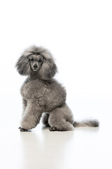 gray miniature poodle on a uniform background