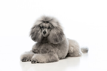 gray miniature poodle on a uniform background