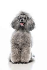 gray miniature poodle on a uniform background
