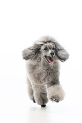 gray miniature poodle on a uniform background
