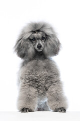 gray miniature poodle on a uniform background