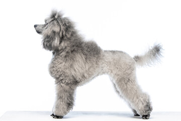 gray miniature poodle on a uniform background
