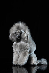 gray miniature poodle on a uniform background