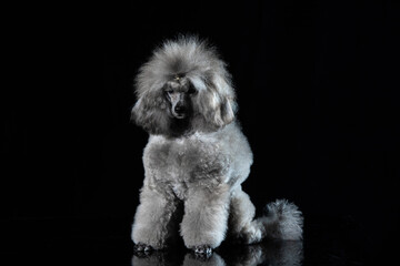 gray miniature poodle on a uniform background
