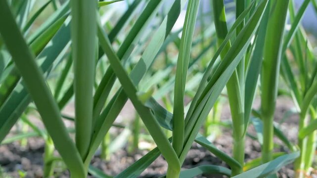 Agriculture relies on organic methods to cultivate green plants in rural areas. Farmers harvest aromatic leaves and bulbs from lush fields during spring. Rustic flavor of freshly picked garlic