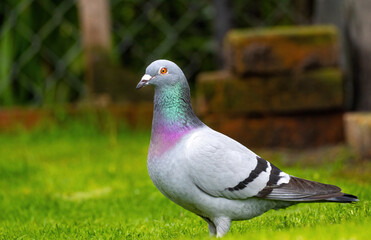 portret gołębia pocztowego