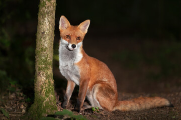 Portrait of a young red fox sitting in a forest at night