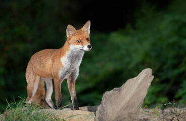 Obraz premium Portrait of a young red fox standing on a tree in a forest