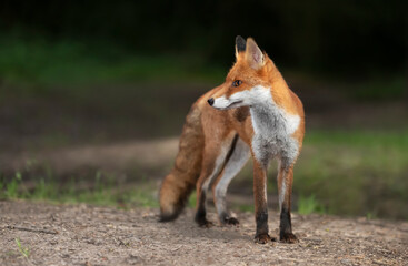 Portrait of a young red fox standing in a forest at night