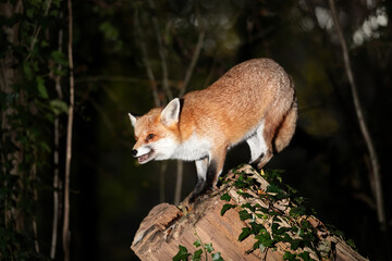 Portrait of a red fox standing on a tree in a forest