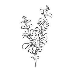 Eucalyptus branches. Isolated black and white design elements. Vector illustration.