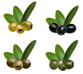 Olives Branch with Leaves. Green and black olives set. Realistic