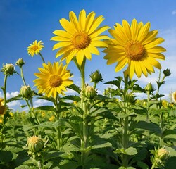 field of sunflowers, summer, nature, sky, yellow, field, sunflowers, sun, agriculture, plant, blue, leaf, beauty, flora, flowers, bright, seed