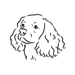 American Water Spaniel Dog Face Vector