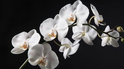 Orchids: Close-up of White Phalaenopsis Flower Petals Against Dark Background