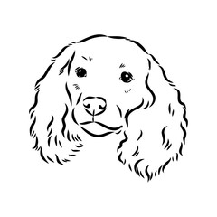 American Water Spaniel Dog Face Vector
