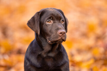 chocolate labrador puppy for a walk in the park