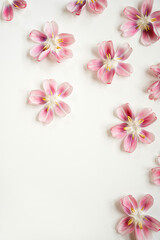 Elegant Arrangement of Pink and White Tulip Petals with Yellow Stamens on White Background