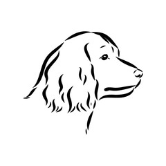 American Water Spaniel Dog Face Vector