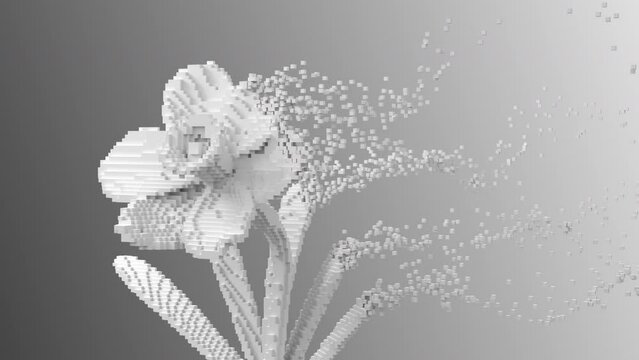 Digital flower white narcissus disintegrates to 3d pixels. 3d animation. 4k.