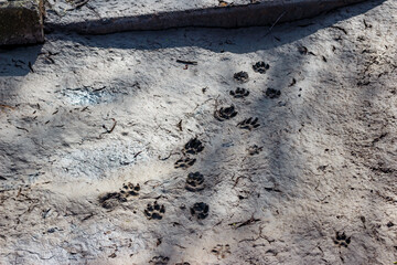 Dog paw prints on gray dirt on the street