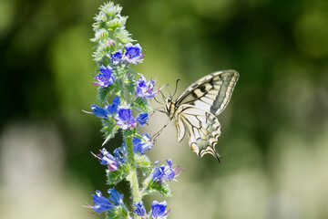 Old World Swallowtail or common yellow swallowtail (Papilio machaon) sitting on blueweed in Zurich, Switzerland