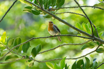 European robin (Erithacus rubecula) sitting on a tree branch in Zurich, Switzerland