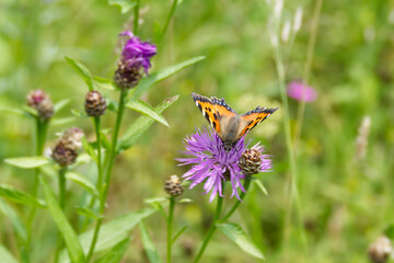 Small tortoiseshell butterfly (Aglais urticae) sitting on pink flower in Zurich, Switzerland