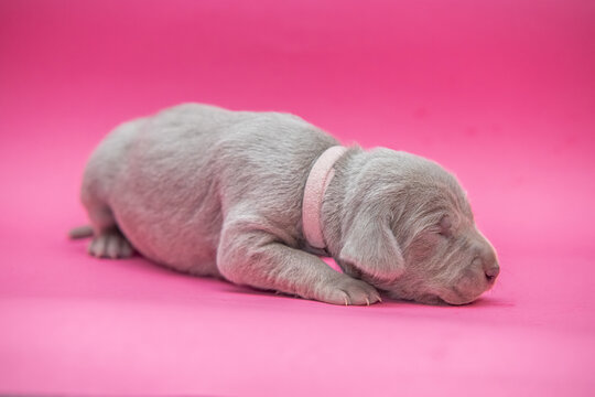 Newborn weimaraner fashion puppies