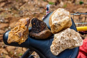 Found stones and fossils during a bike ride, rockhounding