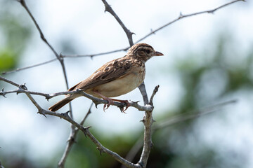 Cochevis à gros bec,.Galerida magnirostris, Large billed Lark