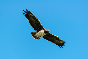 Aigle martial, Polemaetus bellicosus, Martial Eagle