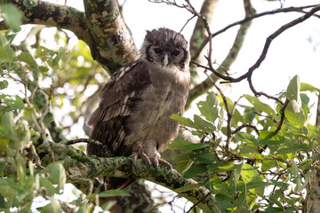 Grand duc de Verreaux,.Ketupa lactea, Verreaux's Eagle Owl