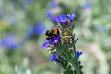 Close-up detail of a honey bee apis collecting pollen on flower in garden