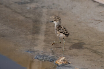 Baby black-winged Stilt Chicks Himantopus himantopus