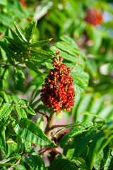 Green leaves and red inflorescences of the seeds of sumac deer or sumac fluffy or vinegar tree, Rhus typhina