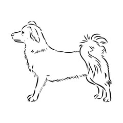 black line Alopecis the dog, vector sketch