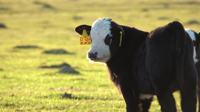 Black Baldy Calf 
