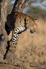 leopard in the bush