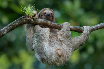 Cute sloth hanging on tree branch with funny face look in the Rainforest of Costa Rica, Bradypus variegatus, brown-throated three-toed sloth,