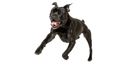 Full body shot of Cane Corso dog, running happily, smiling.