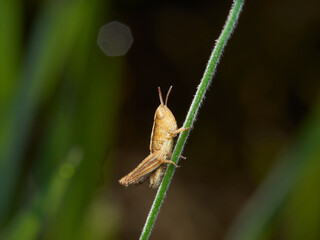 Saltamontes